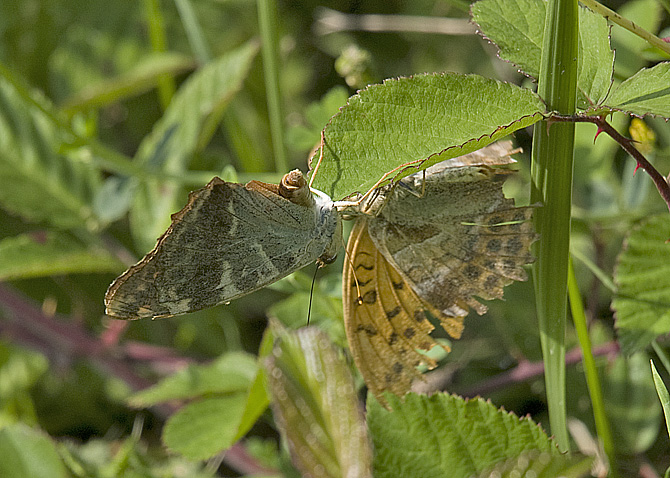 Argynnis paphia precopula (Nymphalidae)