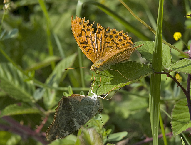 Argynnis paphia precopula (Nymphalidae)