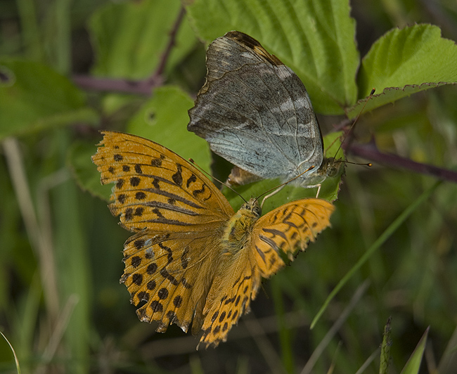 Argynnis paphia precopula (Nymphalidae)