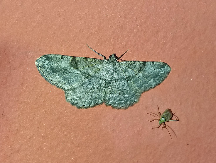 Geometridae: Peribatodes rhomboidaria ?  S !