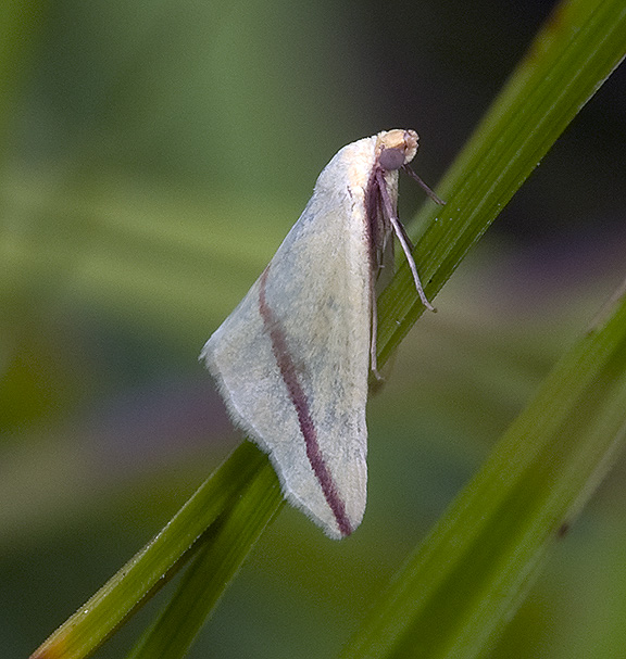 Nomophila noctuella