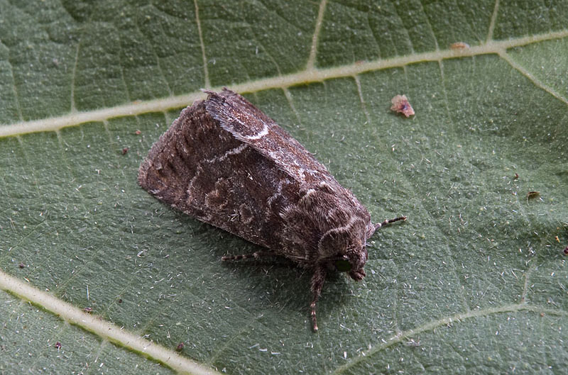 Apamea illyria ...forse. No, Thalpophila matura - Noctuidae
