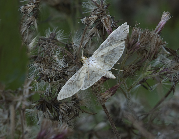 Ostrinia nubilalis (Crambidae). No, Pleuroptya ruralis