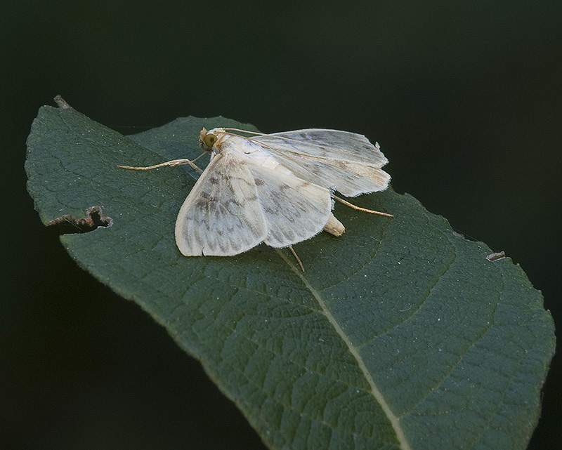 Ostrinia nubilalis (Crambidae). No, Pleuroptya ruralis