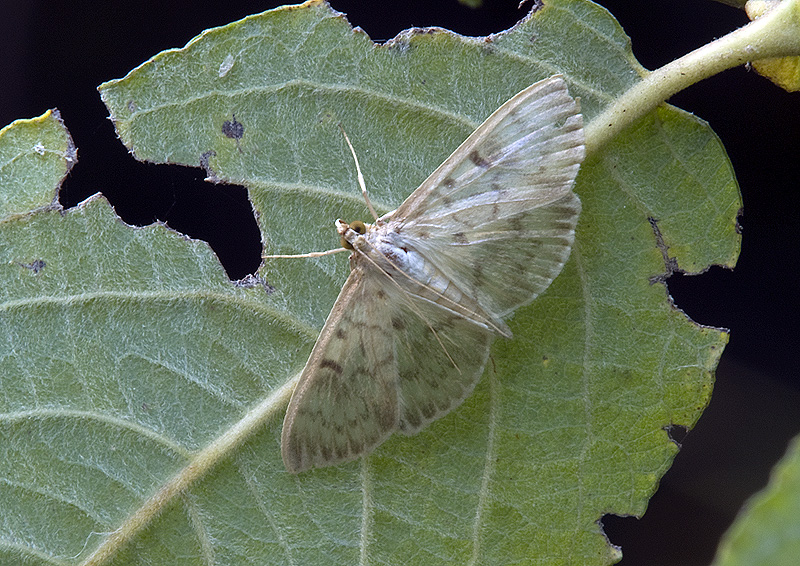 Ostrinia nubilalis (Crambidae). No, Pleuroptya ruralis