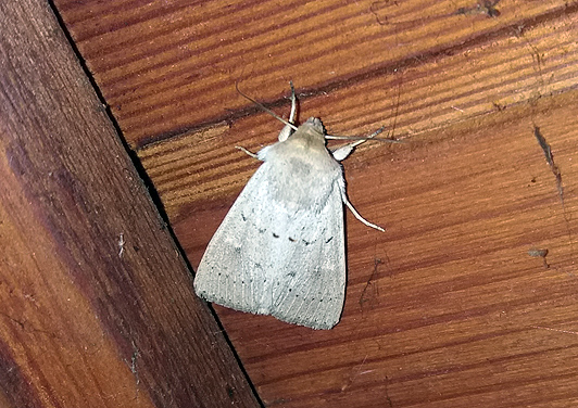 Noctuidae: Agrotis cinerea ?  No, Mythimna ferrago