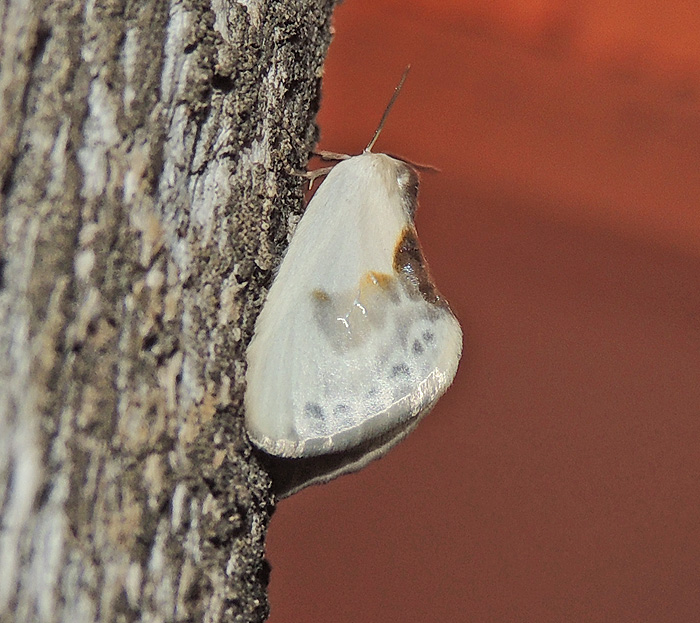 Cilix glaucata  Drepanidae