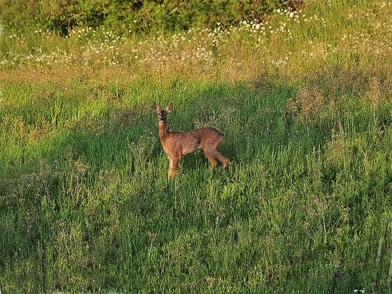 Oasi naturalistica del Carmine