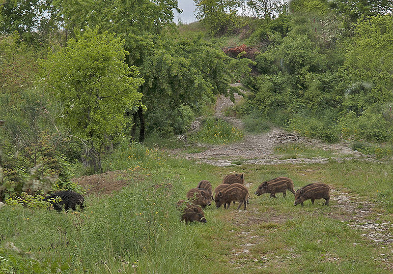 Oasi naturalistica del Carmine