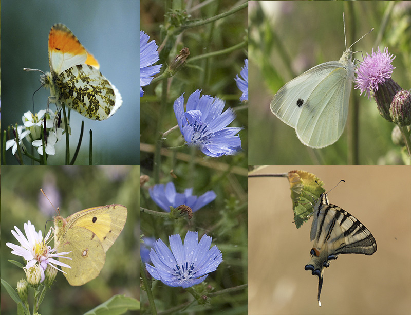 Oasi naturalistica del Carmine