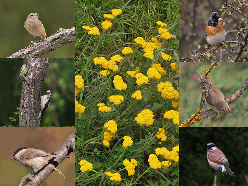 Oasi naturalistica del Carmine