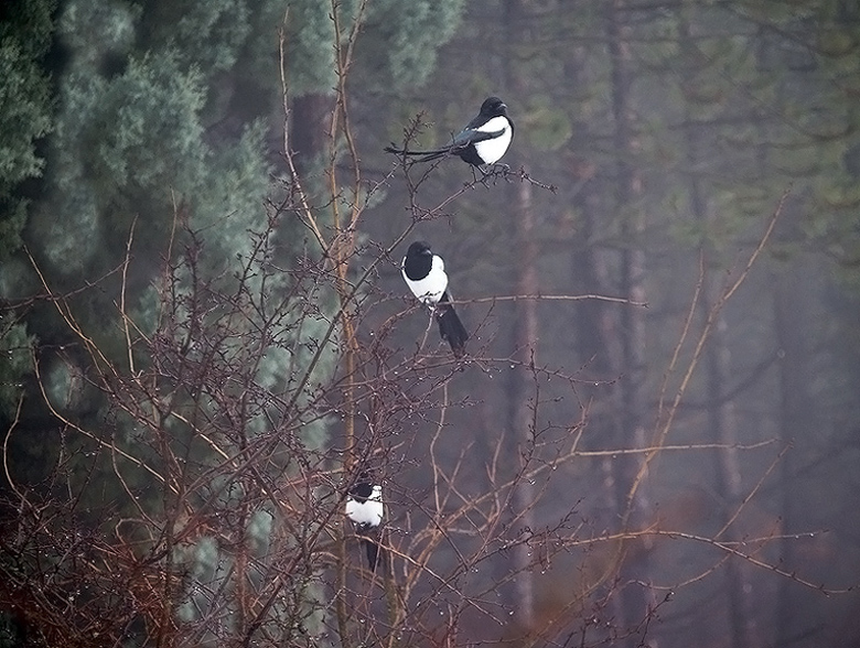 Oasi naturalistica del Carmine