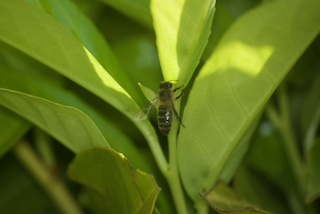 Apis Cerana? No, Apis mellifera mellifera