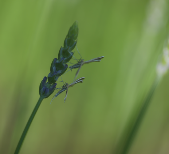 Insetti da identificare: Pterophoridae da determinare