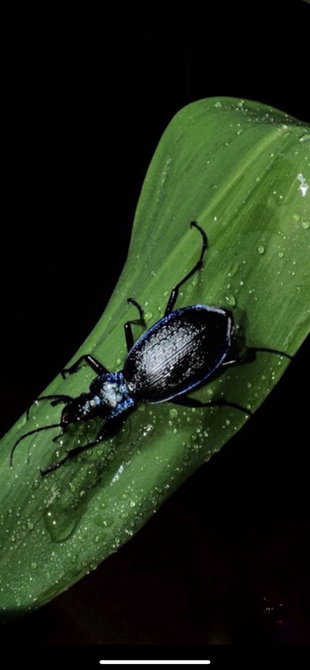 Carabidae: Carabus (Chaetocarabus) intricatus, femmina