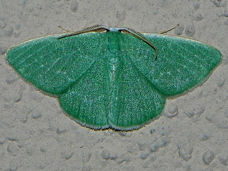 Geometridae da classificare - Xenochlorodes olympiaria