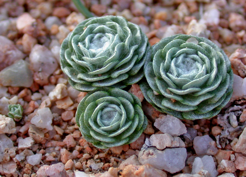 Asteraceae: Filago tyrrhenica (ex Evax rotundata) -  endemismo della Sardegna