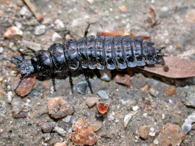 Larva di Carabus morbillosus