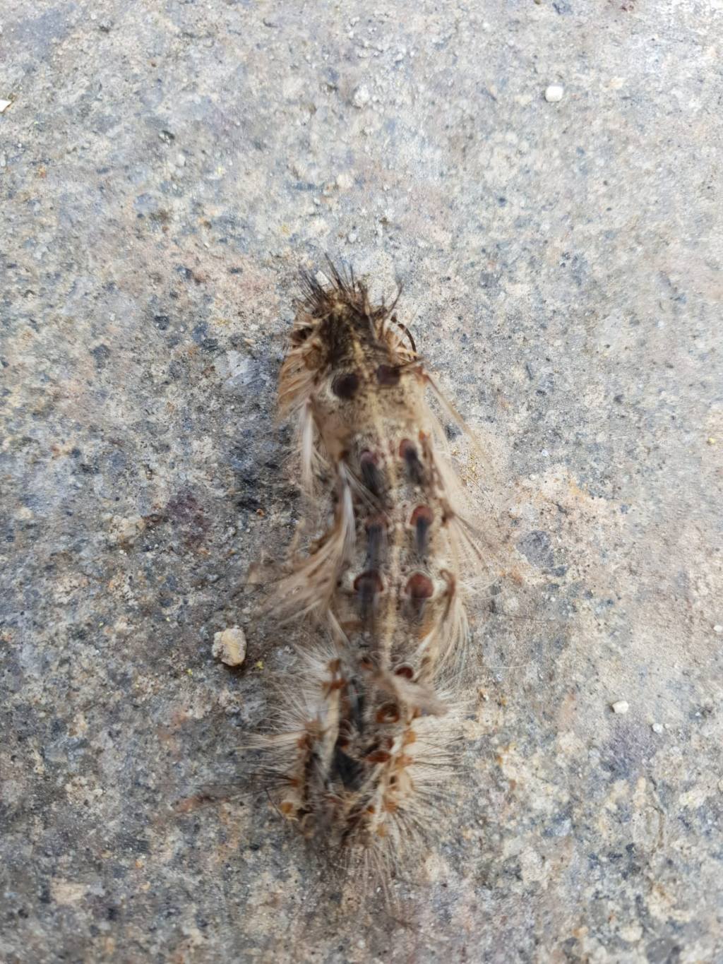 Riconoscimento bruco: Lymantria dispar - Erebidae