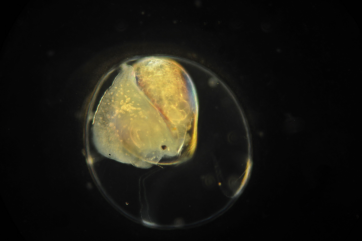 Uova isolate da una strattura gelatinosa.