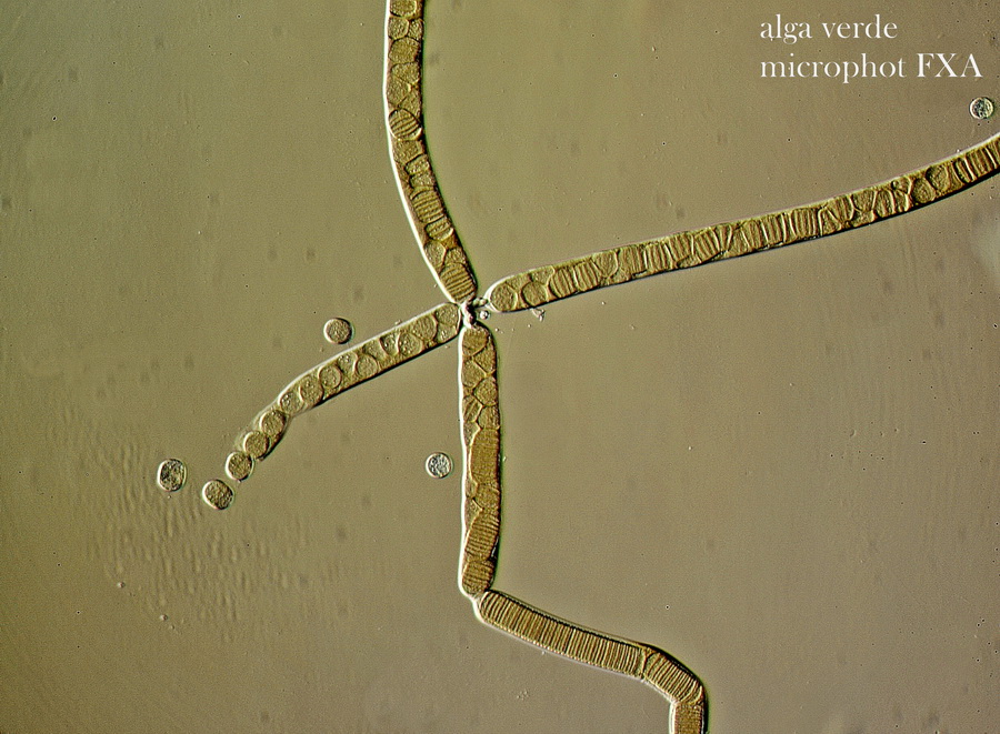 Credo siano alghe verdi.