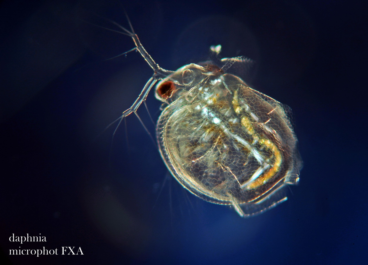 Comuni microrganismi, che conservano un loro fascino.