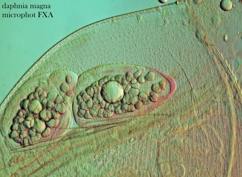 Comuni microrganismi, che conservano un loro fascino.