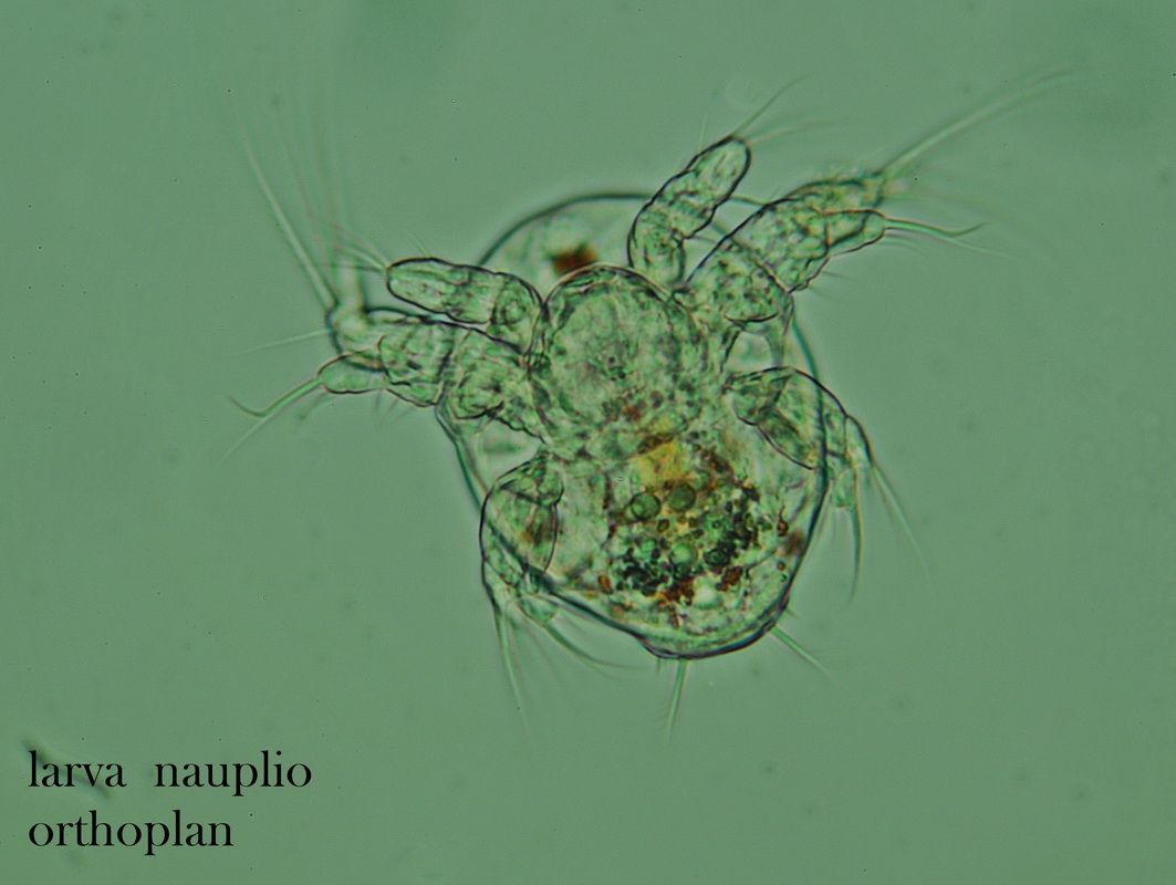 Comuni microrganismi, che conservano un loro fascino.
