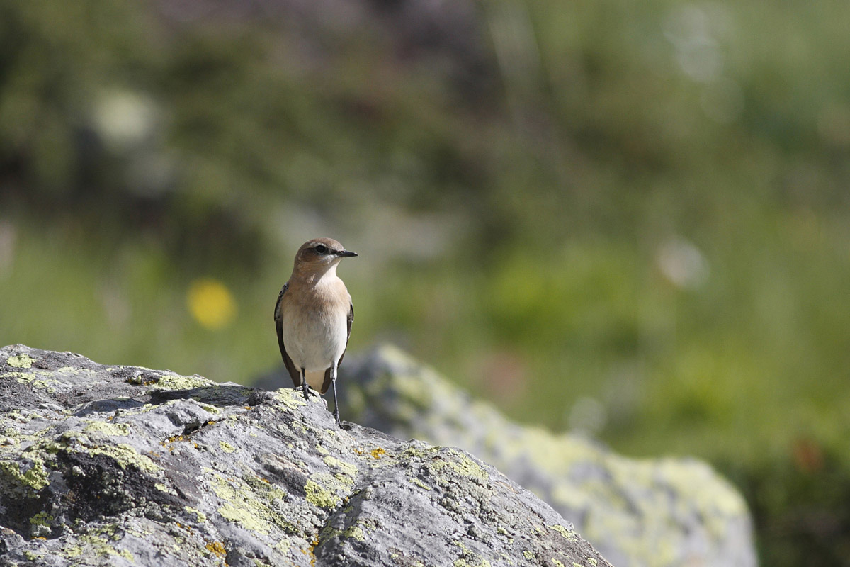La famiglia Culbianco