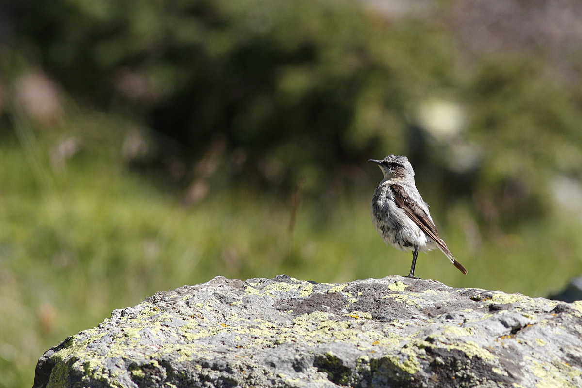 La famiglia Culbianco