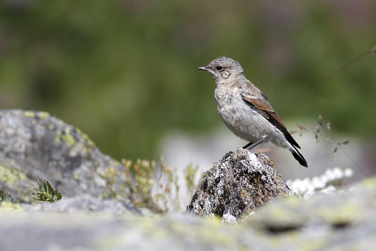 La famiglia Culbianco