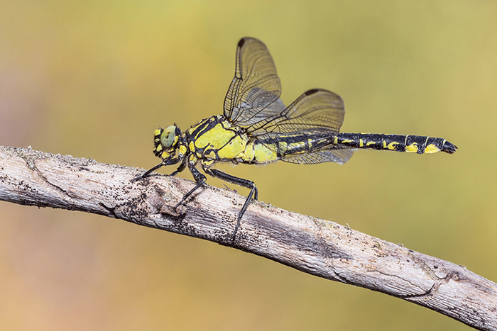 Identificazione: Gomphus vulgatissimus femmina