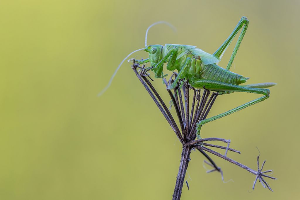 Tettigonia sp., giovane