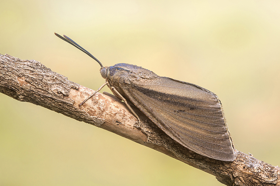 Identificazione: Paysandisia archon - Castniinae