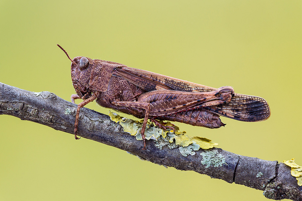 Aiolopus strepens, femmina