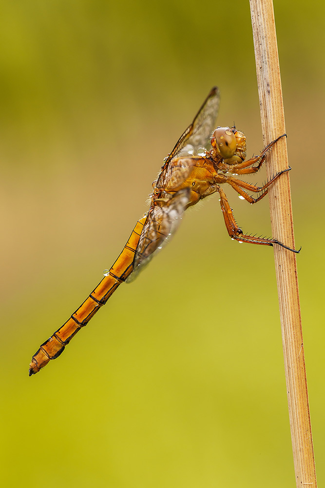 Identificazione: Orthetrum coerulescens, femmina