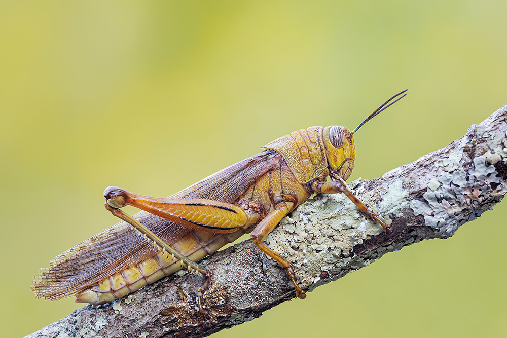 Anacridium aegyptium, maschio