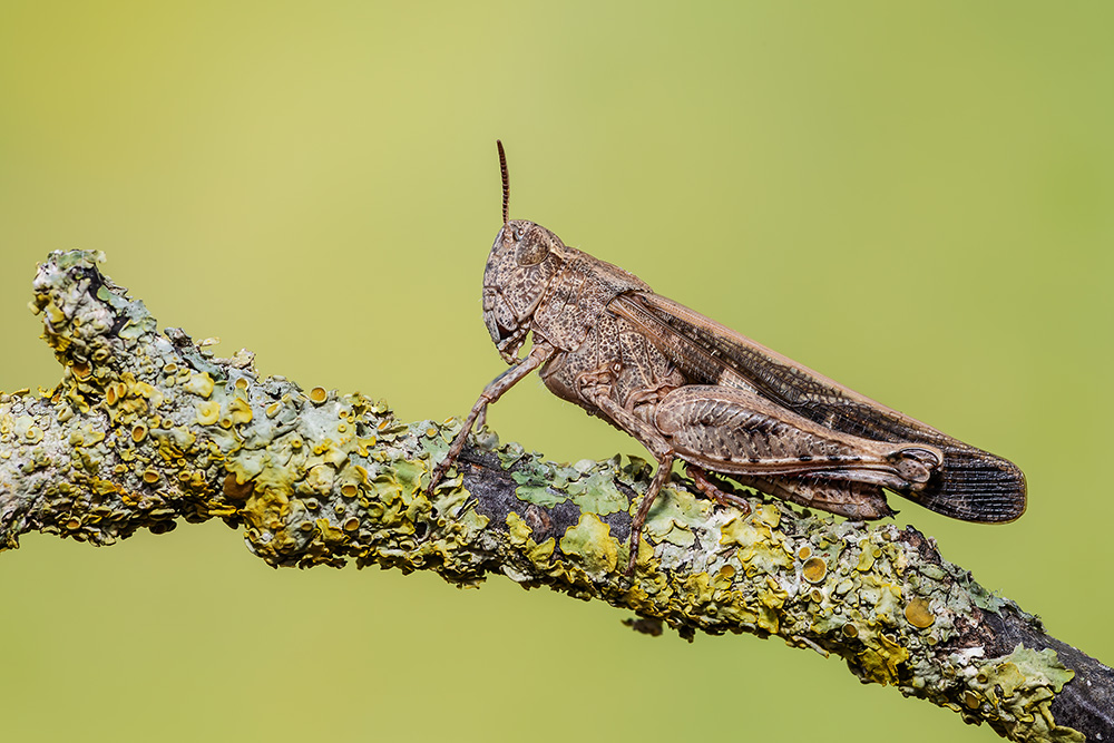 Aiolopus strepens, femmina