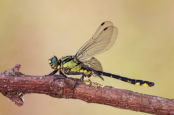 Gomphus vulgatissimus, maschio