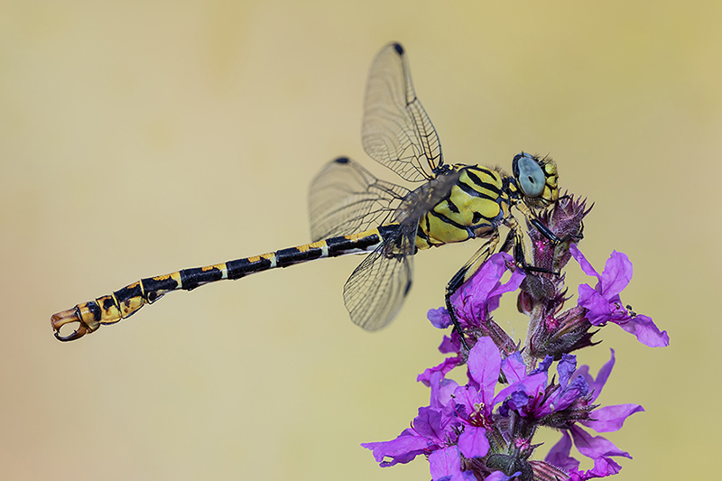 Identificazione: Onychogomphus forcipatus unguiculatus