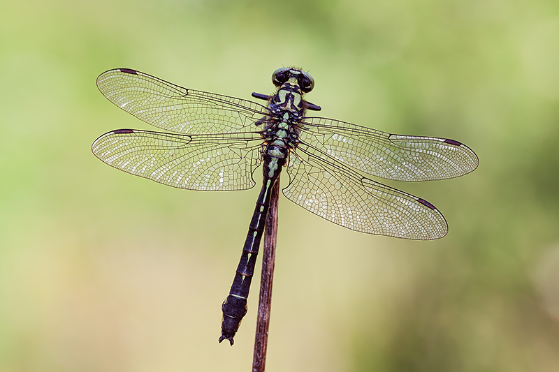 Identificazione: Gomphus vulgatissimus