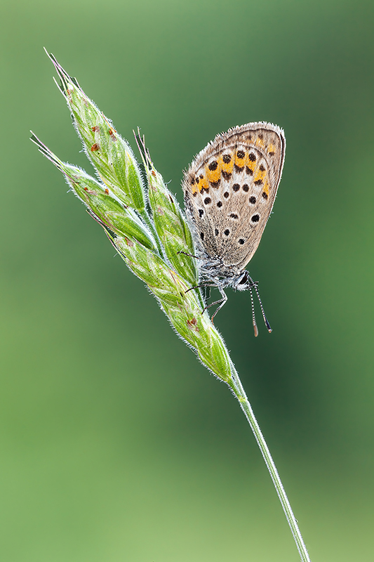 Identificazione - Plebejus sp. - Lycaenidae