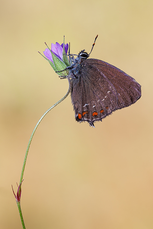 Satyrium ilicis