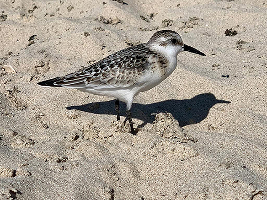 Piovanello tridattilo (Calidris alba)