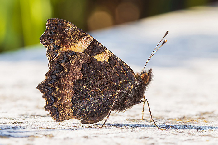 Identificazione - Aglais urticae