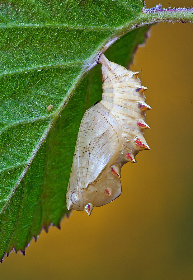 Identificazione
