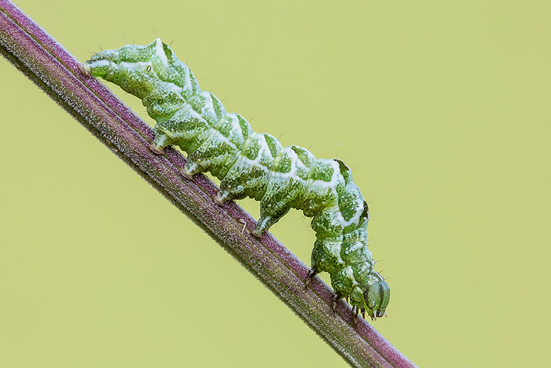 Identificazione - Abrostola tripartita, Noctuidae Plusiinae