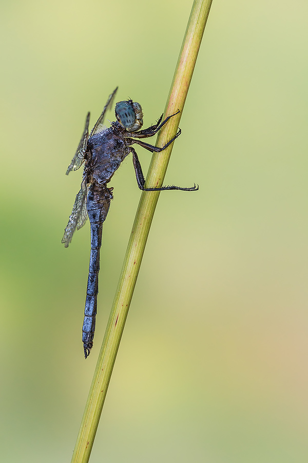 Orthetrum coerulescens