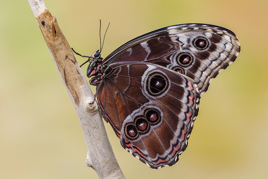 Cfr. Morpho peleides, Nymphalidae (allevata in cattivit)