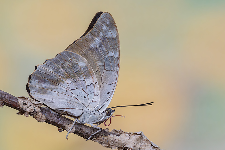 Identificazione - Nymphalidae (allevato in cattivit)